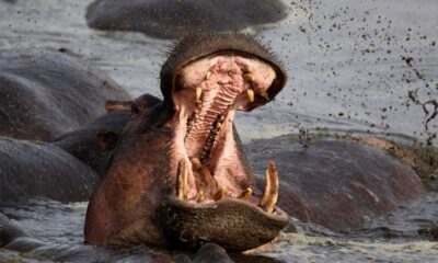 Hippo attacks: How to avoid one of Africa’s most dangerous animals