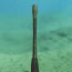 An Ancient Penis Worm With Rings of Sharp Teeth Has Been Discovered in the Grand Canyon