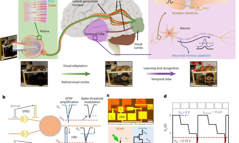 Artificial neuron merges DRAM with MoS₂ circuits to better emulate brain-like adaptability