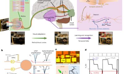 Artificial neuron merges DRAM with MoS₂ circuits to better emulate brain-like adaptability
