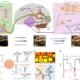 Artificial neuron merges DRAM with MoS₂ circuits to better emulate brain-like adaptability