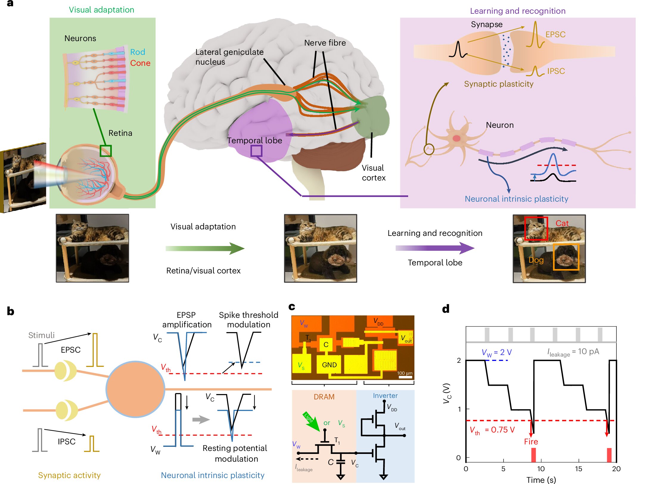 Artificial neuron merges DRAM with MoS₂ circuits to better emulate brain-like adaptability Artificial neuron merges DRAM with MoS₂ circuits to better emulate brain-like adaptability
