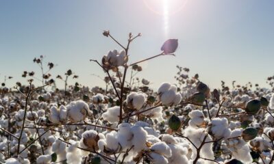 Brazil cotton sales pick up; ICAC sees higher 2025/26 output