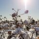 Brazil cotton sales pick up; ICAC sees higher 2025/26 output
