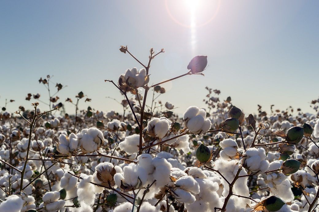 Brazil cotton sales pick up; ICAC sees higher 2025/26 output