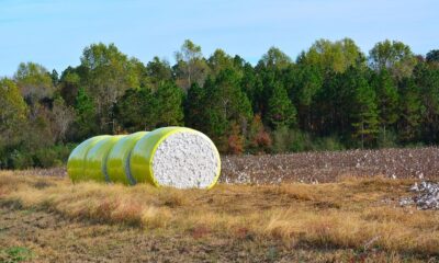 Brazil’s cotton exports dip, Pakistan emerges as top market