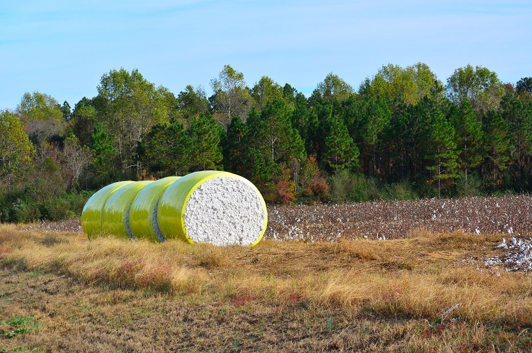 Brazil’s cotton exports dip, Pakistan emerges as top market Brazil’s cotton exports dip, Pakistan emerges as top market