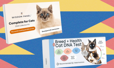 I Tried the Best At-Home Pet DNA Test Kits on My Two Cats