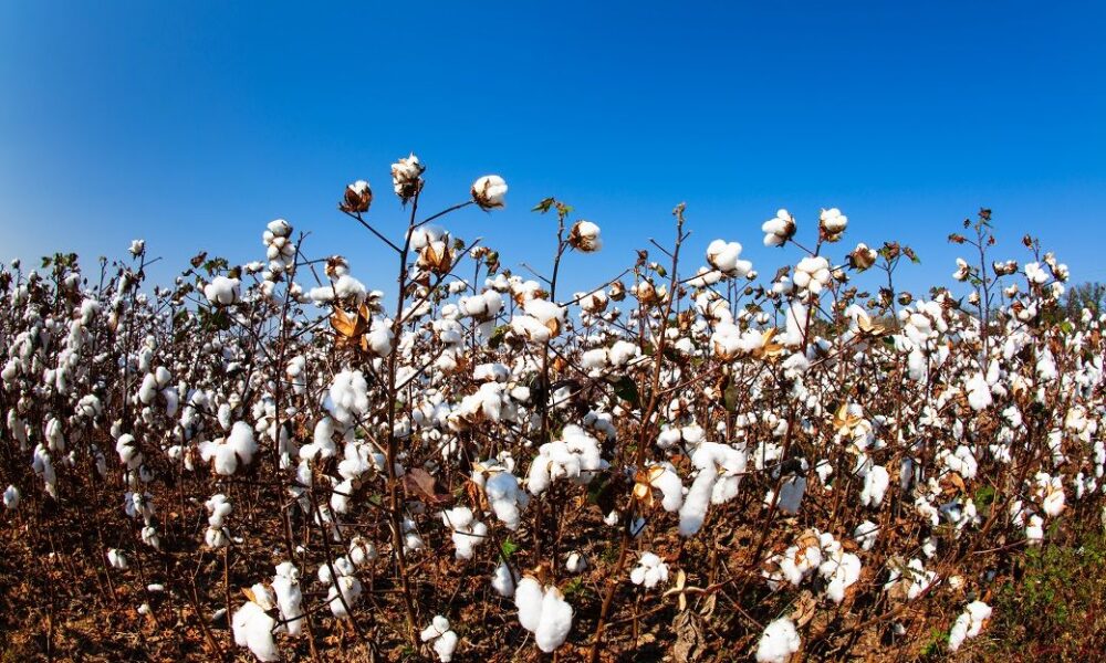 ICE cotton slips on profit booking, crude oil weakness