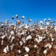 ICE cotton slips on profit booking, crude oil weakness