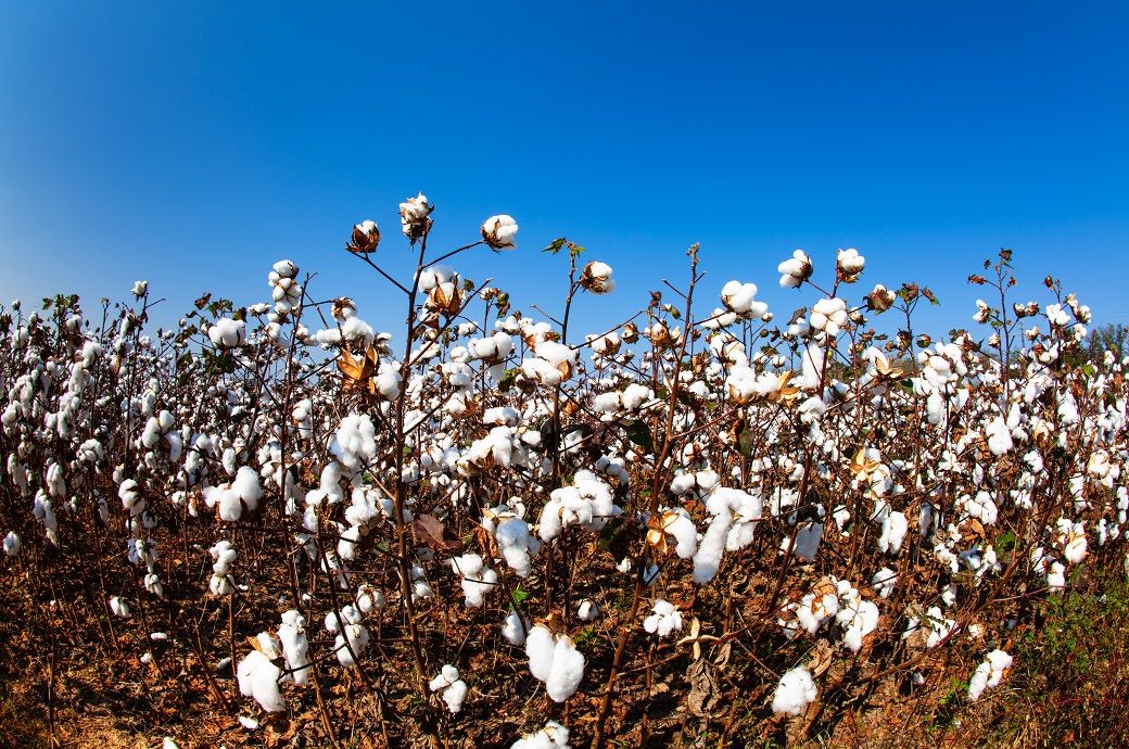 ICE cotton slips on profit booking, crude oil weakness ICE cotton slips on profit booking, crude oil weakness