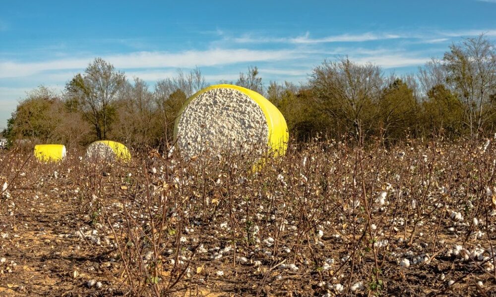 India’s cotton production holds steady at 311.4 lakh bales: CAI
