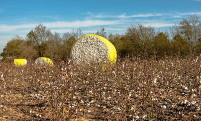 India’s cotton production holds steady at 311.4 lakh bales: CAI