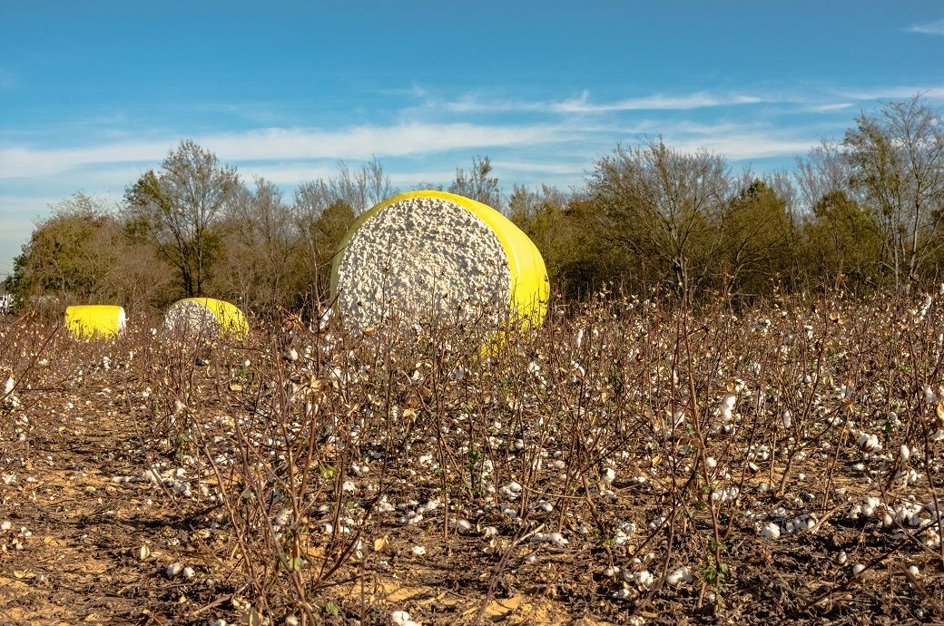 India’s cotton production holds steady at 311.4 lakh bales: CAI