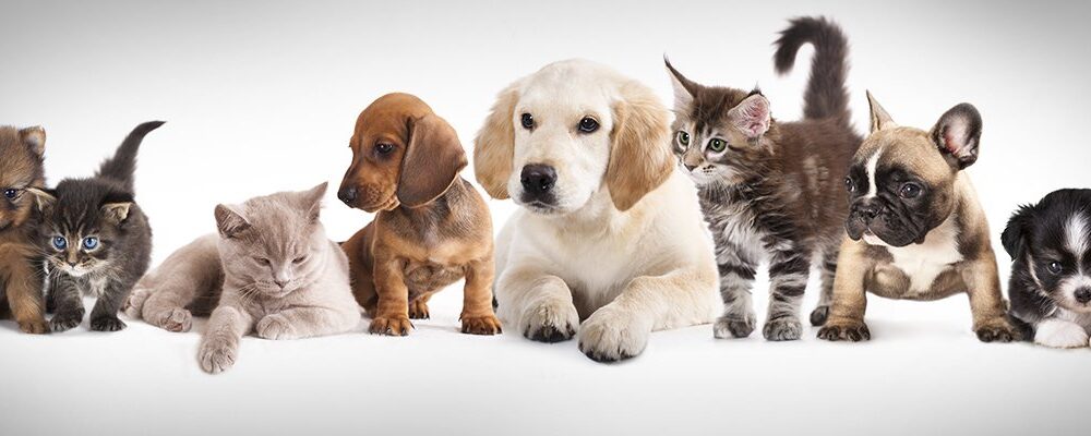 Interview: Differentiating with AI in pet care | Computer Weekly
