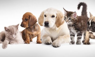 Interview: Differentiating with AI in pet care | Computer Weekly