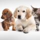 Interview: Differentiating with AI in pet care | Computer Weekly