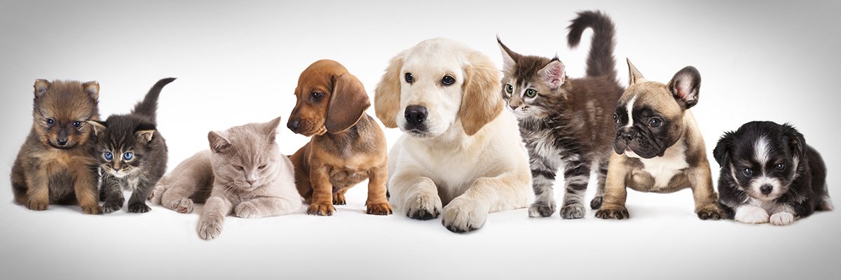 Interview: Differentiating with AI in pet care | Computer Weekly Interview: Differentiating with AI in pet care | Computer Weekly