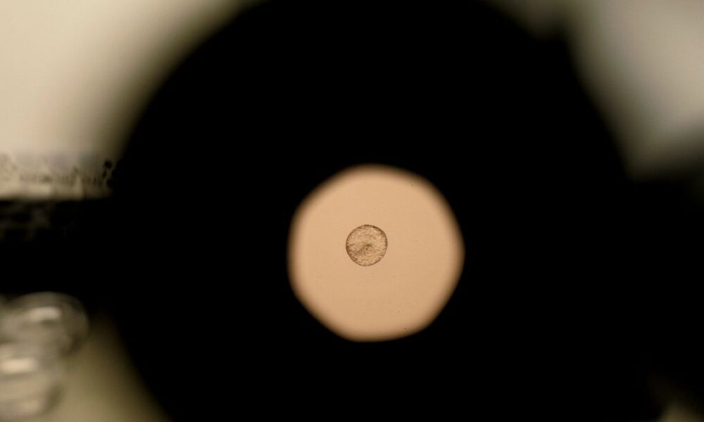 Scientists Just Caught Human Embryo Implantation on Camera