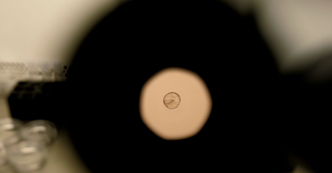 Scientists Just Caught Human Embryo Implantation on Camera Scientists Just Caught Human Embryo Implantation on Camera
