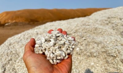 US researchers replace harmful chemicals with eco-friendly cottonseed