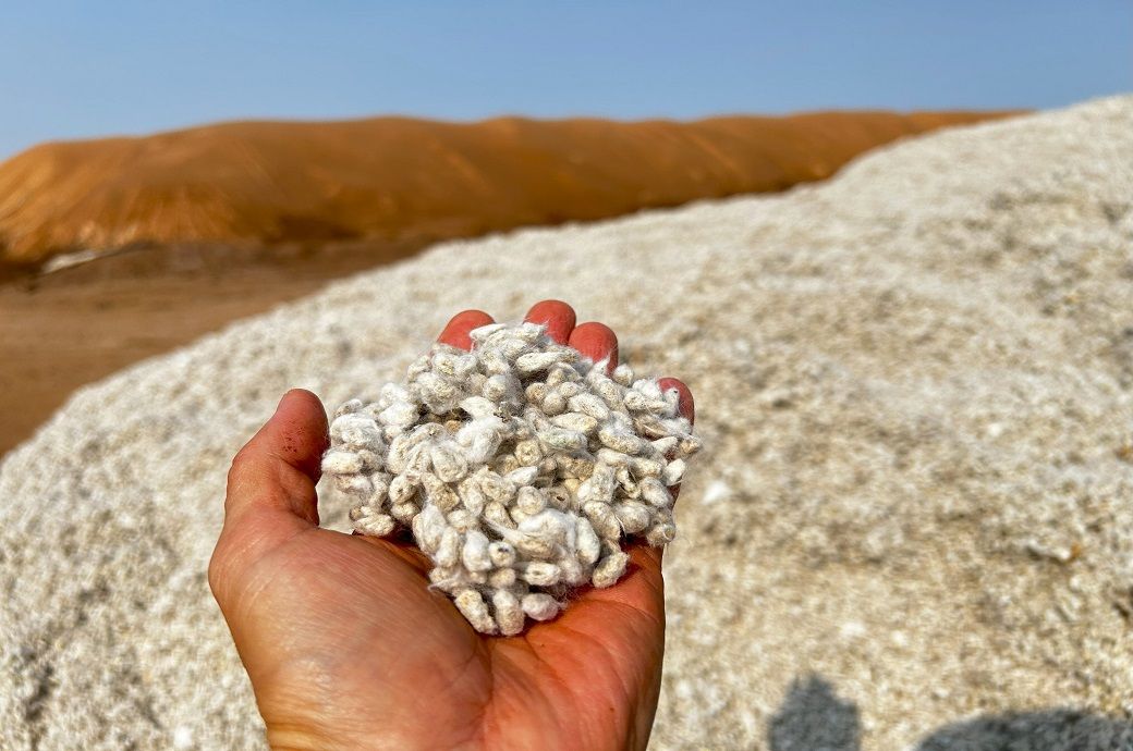 US researchers replace harmful chemicals with eco-friendly cottonseed US researchers replace harmful chemicals with eco-friendly cottonseed