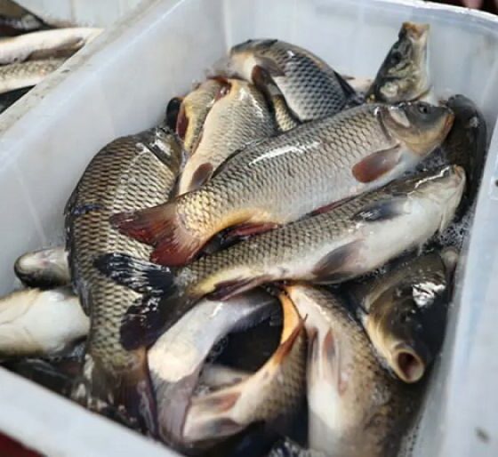 US allows Pakistan seafood exports for four years