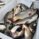 US allows Pakistan seafood exports for four years
