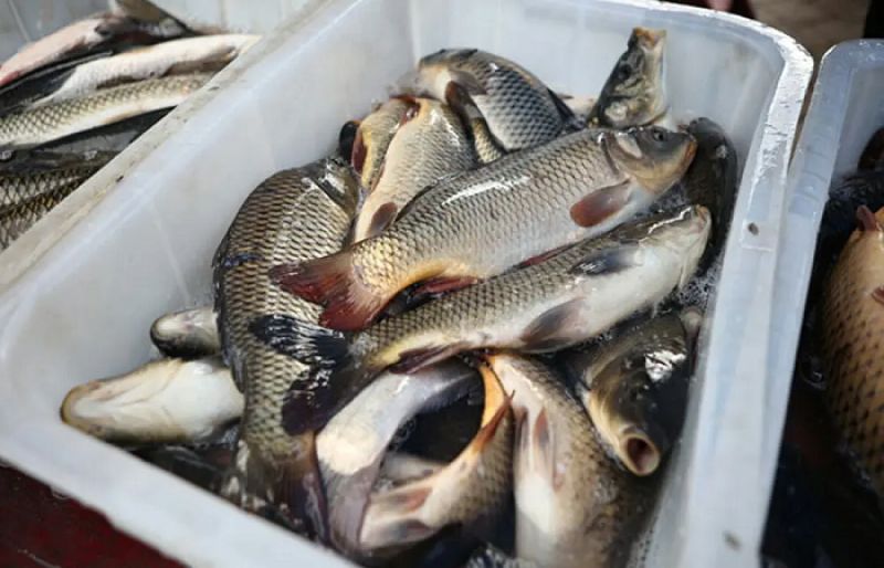 US allows Pakistan seafood exports for four years US allows Pakistan seafood exports for four years