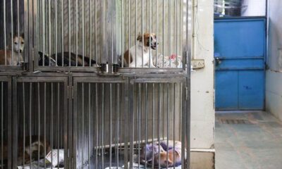 India’s top court allows release of picked-up stray dogs in Delhi after sterilisation