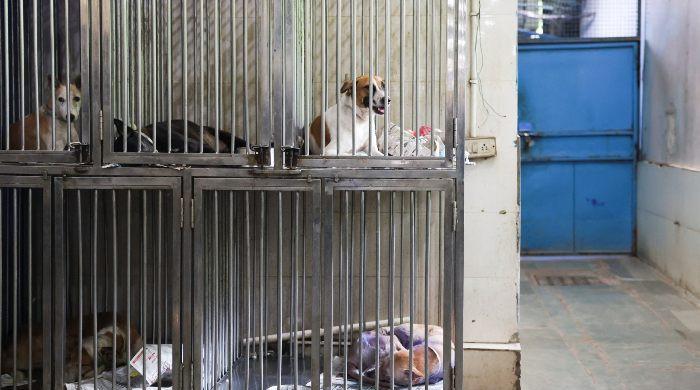 India’s top court allows release of picked-up stray dogs in Delhi after sterilisation