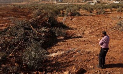 No olive branch for Gazans as Israel bulldozes hundreds of trees in West Bank