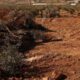 No olive branch for Gazans as Israel bulldozes hundreds of trees in West Bank