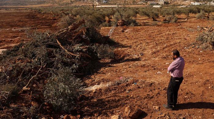 No olive branch for Gazans as Israel bulldozes hundreds of trees in West Bank