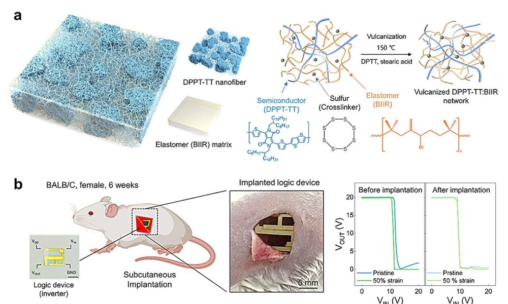 A biocompatible and stretchable transistor for implantable devices