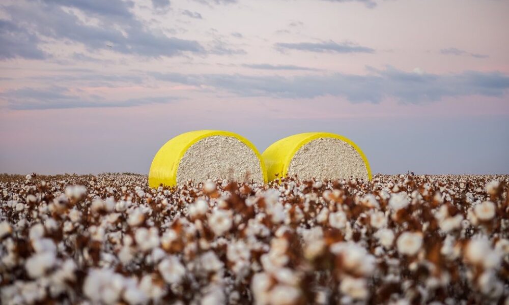 CAI ups India’s 2024-25 cotton output estimate to 312.40 lakh bales