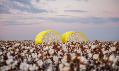 CAI ups India’s 2024-25 cotton output estimate to 312.40 lakh bales