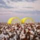 CAI ups India’s 2024-25 cotton output estimate to 312.40 lakh bales