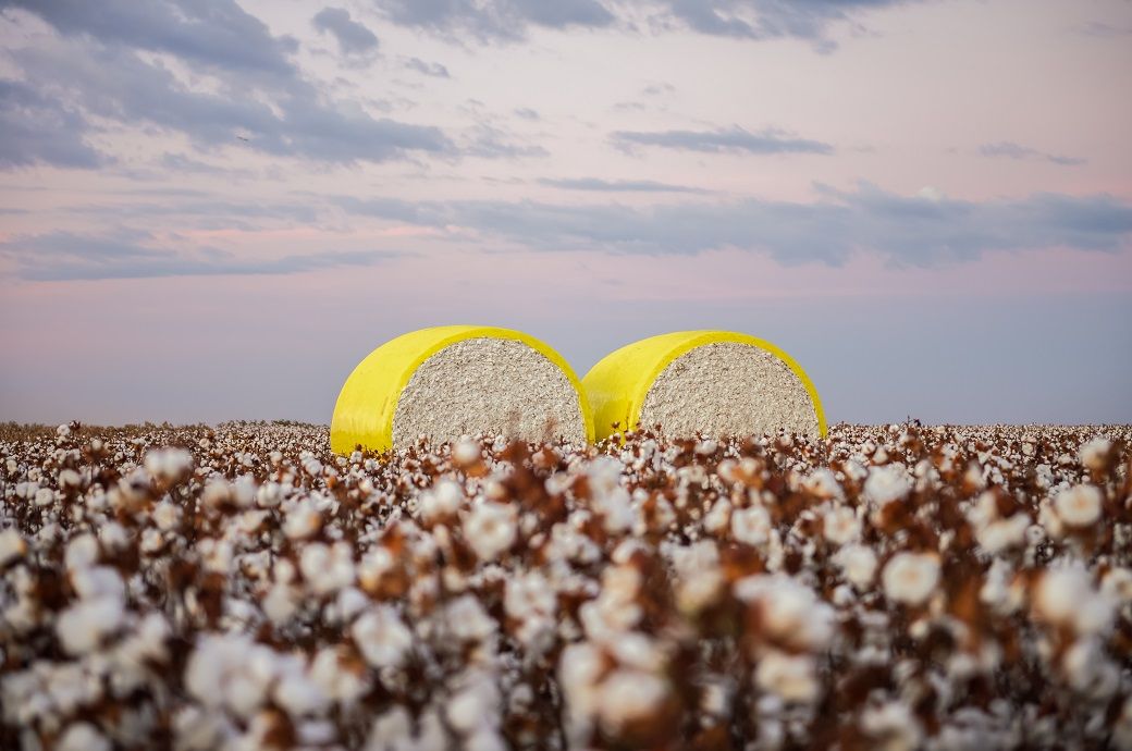 CAI ups India’s 2024-25 cotton output estimate to 312.40 lakh bales