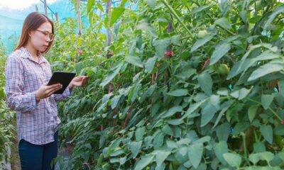 Digital Catapult sets sights on boosting AI take-up in agrifood sector | Computer Weekly