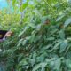 Digital Catapult sets sights on boosting AI take-up in agrifood sector | Computer Weekly