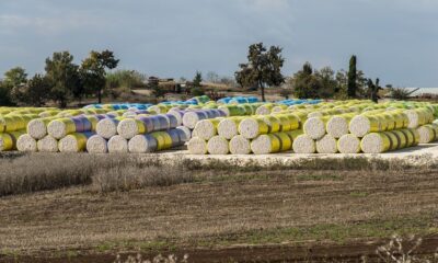 ICE cotton futures ease as harvest progress matches 5-year average