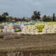 ICE cotton futures ease as harvest progress matches 5-year average