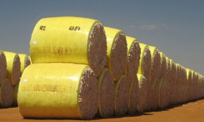 ICE cotton slips despite higher US exports, strong dollar