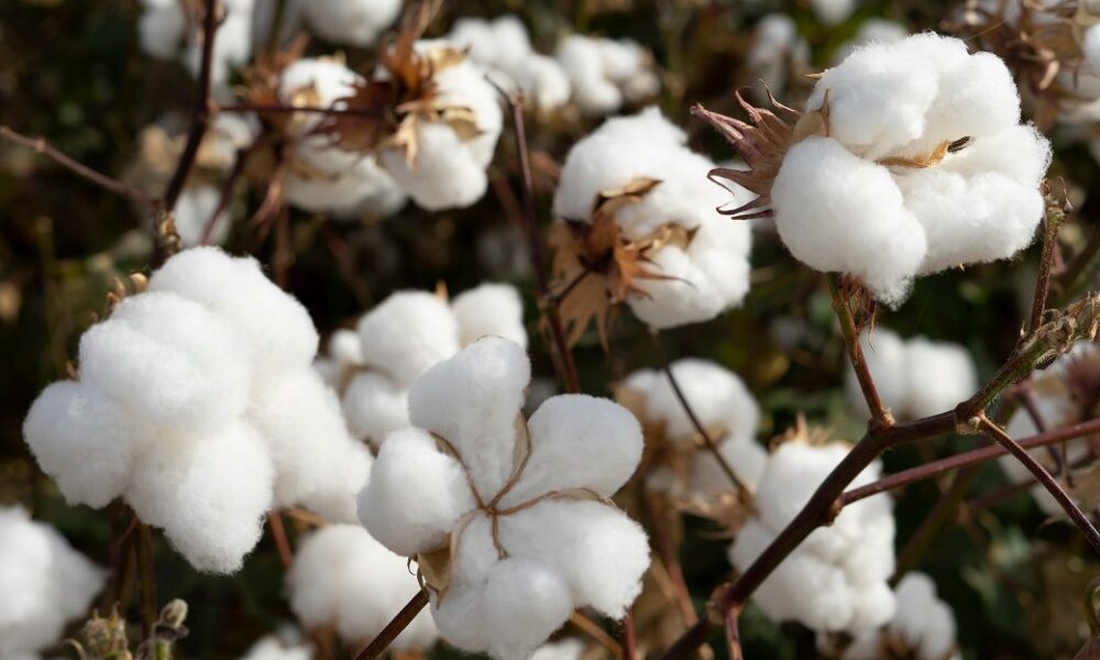 ICE cotton slips on macro concerns, crop progress