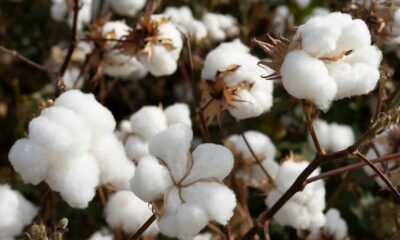 ICE cotton slips on macro concerns, crop progress