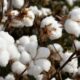 ICE cotton slips on macro concerns, crop progress