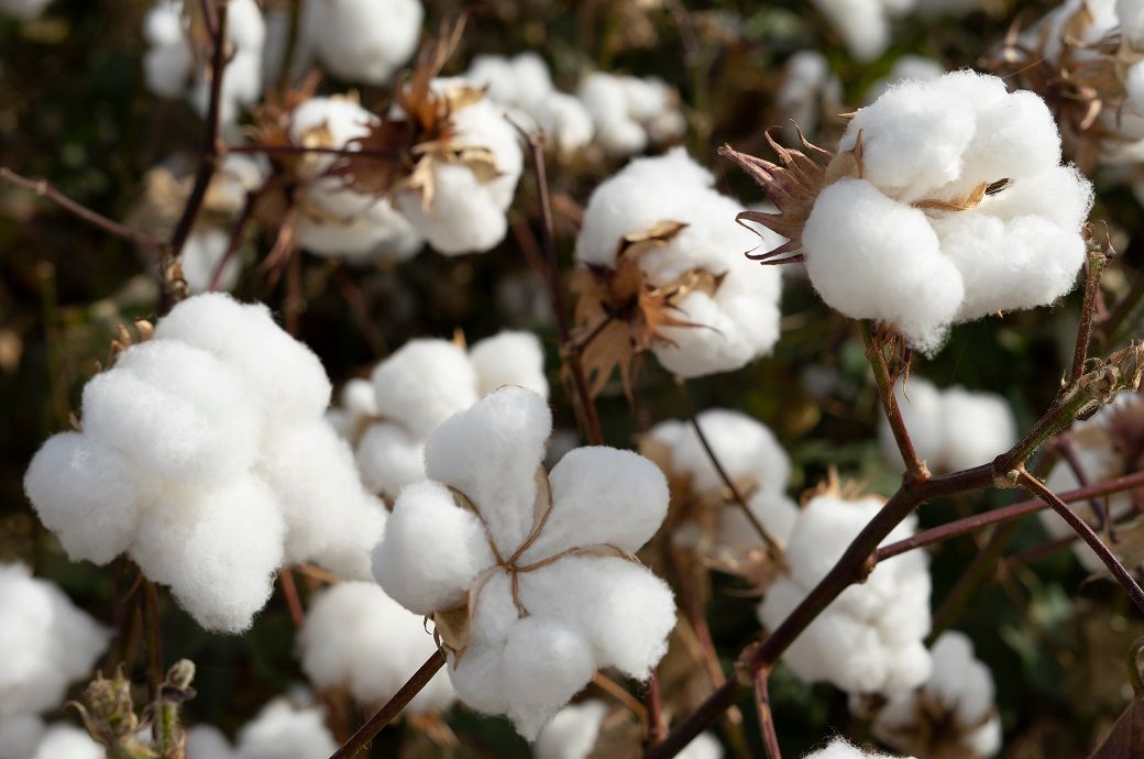ICE cotton slips on macro concerns, crop progress ICE cotton slips on macro concerns, crop progress