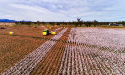 India set for record cotton procurement as prices stay weak