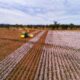 India set for record cotton procurement as prices stay weak